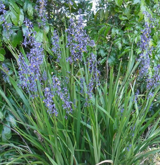 Flax Lily (Dianella caerulea)