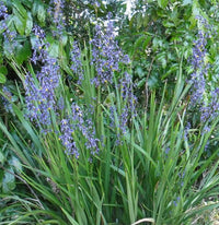 Flax Lily (Dianella caerulea)