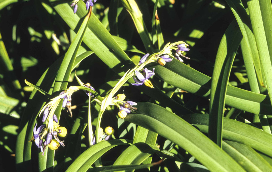 Flax Lily (Dianella congesta) - Ladybird Nursery