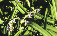 Flax Lily (Dianella congesta)