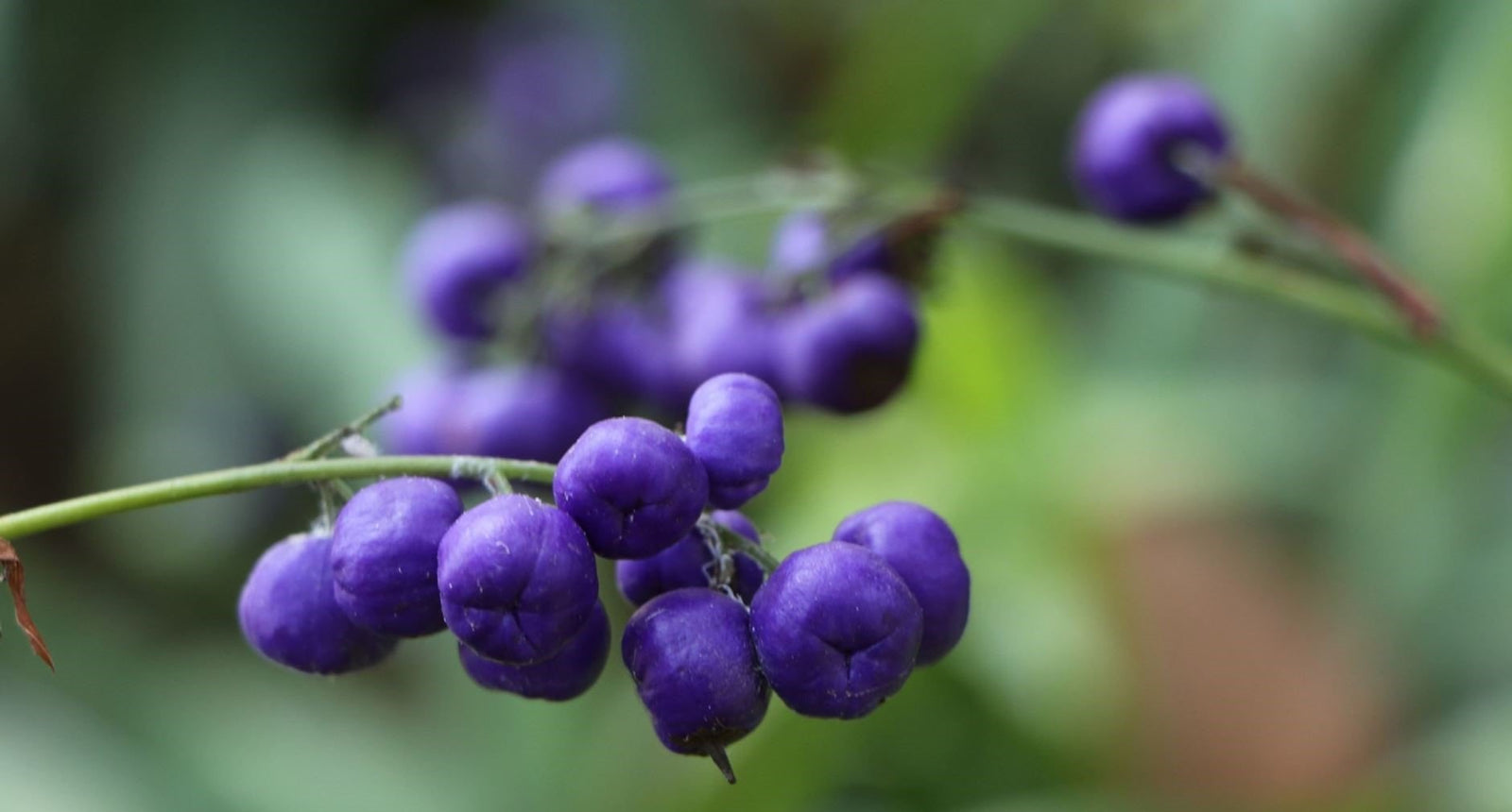 Flax Lily (Dianella Explorer™) - Ladybird Nursery