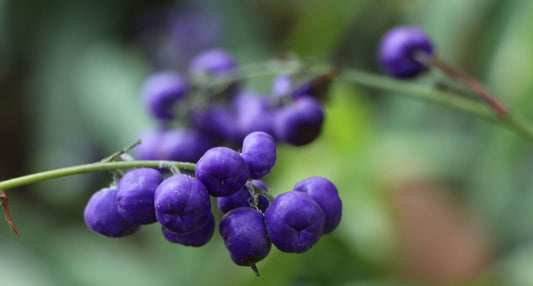 Flax Lily (Dianella Explorer™)