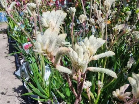 Flax Lily (Dianella Silverado)