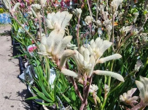 Flax Lily (Dianella Streetscape™)
