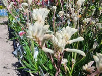 Flax Lily (Dianella Streetscape™)