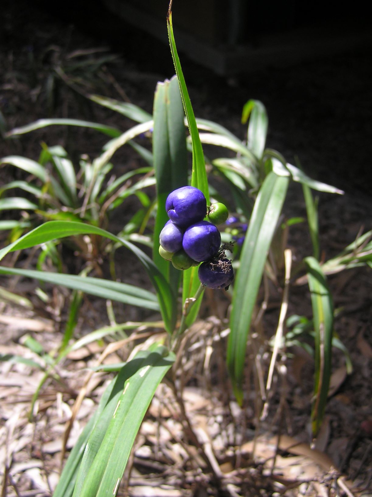 Flax Lily Goddess (Dianella caerulea)