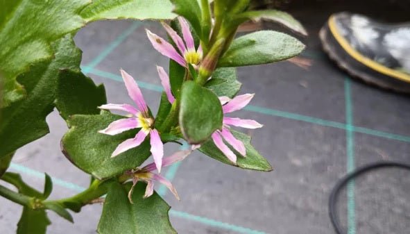 Fan Flower Aussie Salute Pink (Scaevola aemula) - Ladybird Nursery