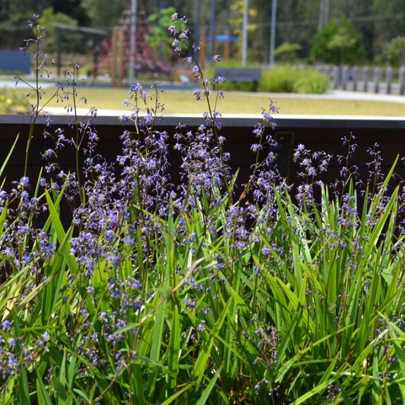 Flax Lily LITTLE JESS™ (Dianella caerulea) - Ladybird Nursery