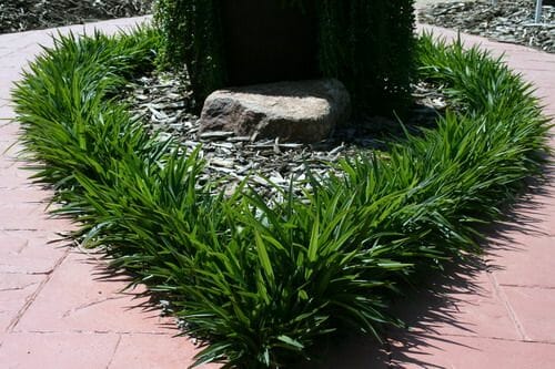 Flax Lily Petite Marie (Dianella revoluta)