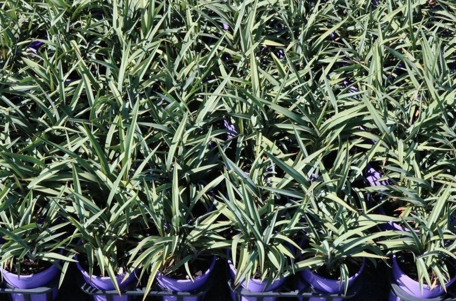 Flax Lily Ripple (Dianella Blue) - Ladybird Nursery
