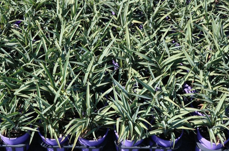 Flax Lily Ripple (Dianella Blue)