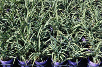 Flax Lily Ripple (Dianella Blue)