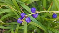 Flax Lily Seaspray (Dianella revoluta)