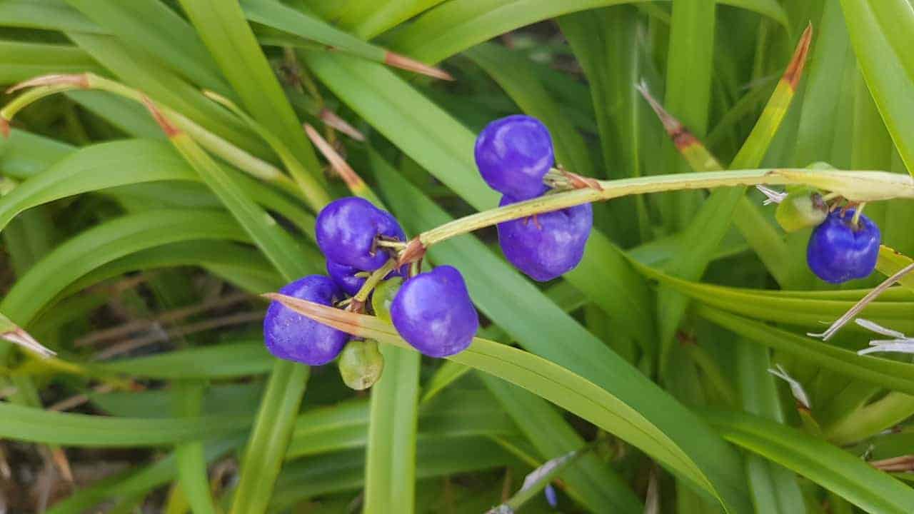 Flax Lily Seaspray (Dianella revoluta) - Ladybird Nursery