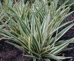 Dianella Silver STREAK™ (Flax Lily) - Ladybird Nursery