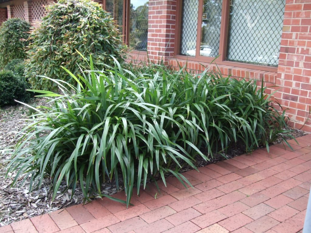 Flax Lily TASRED ® (Dianella tasmanica) - Ladybird Nursery