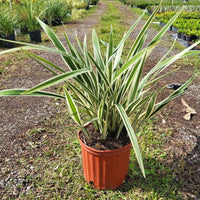 Flax Lily Variegated Form (Dianella spp.)