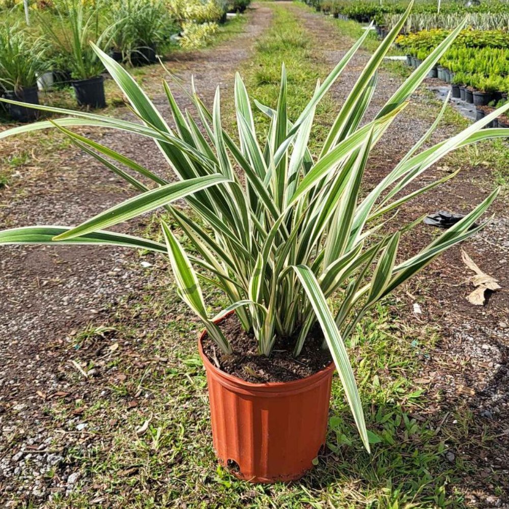 Flax Lily Variegated Form (Dianella spp.) - Ladybird Nursery