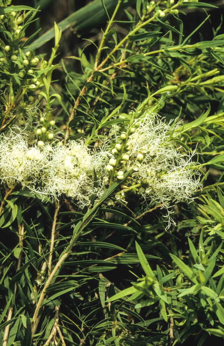 Flax-leaved Paperbark Claret Tops (Melaleuca linariifolia)