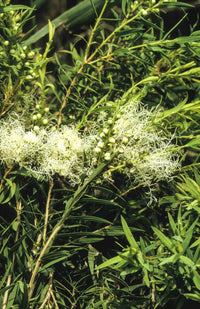 Flax-leaved Paperbark Claret Tops (Melaleuca linariifolia)