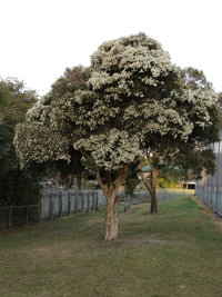 Flax-leaved Paperbark Little Red (Melaleuca linariifolia)