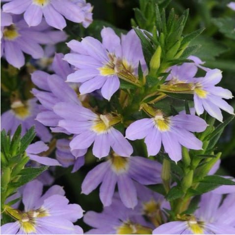Fan Flower Bondi™ Blue (Scaevola) - Ladybird Nursery