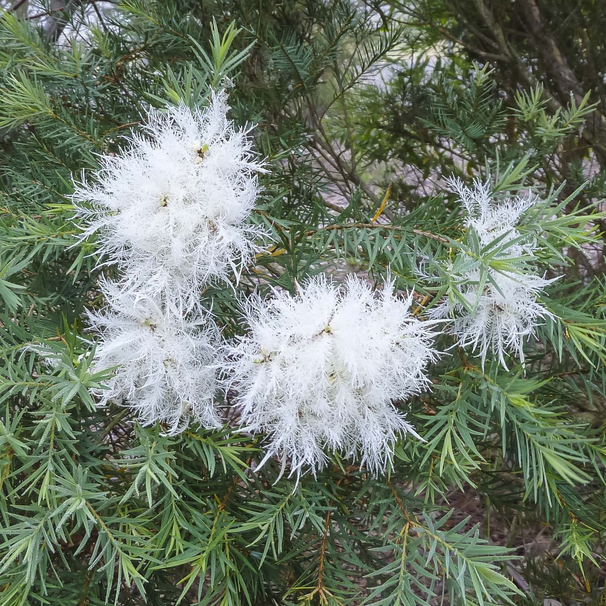 Flax-leaved Paperbark Snow in Summer (Melaleuca linariifolia)