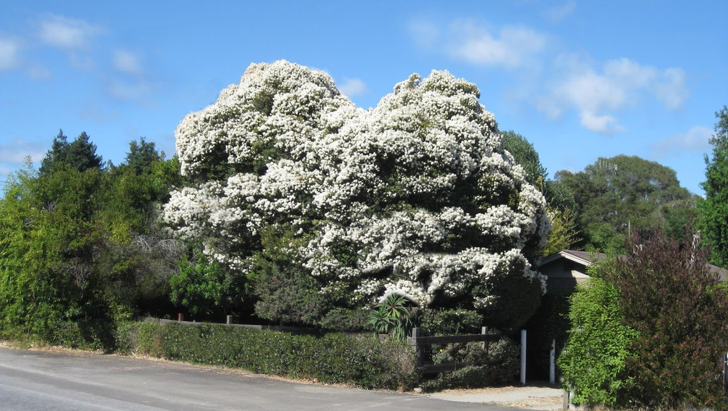 Flax-leaved Paperbark Snowstorm (Melaleuca linariifolia)