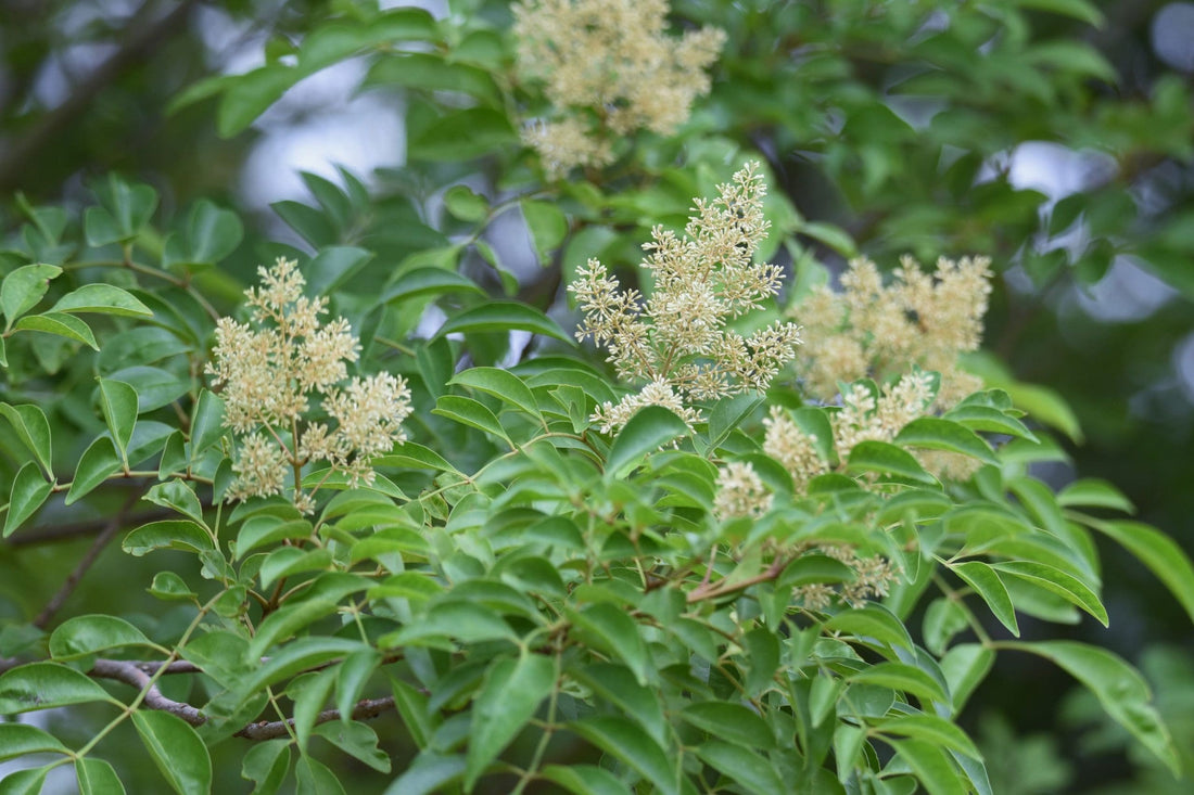 Flowering Ash (Fraxinus griffithii) - Ladybird Nursery