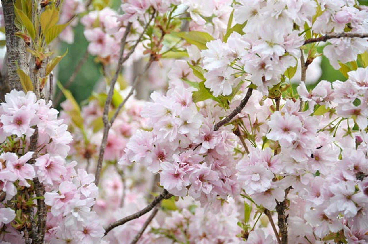 Flowering Cherry Amanogowa Erecta (Prunus)