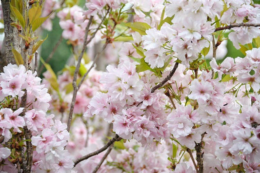 Flowering Cherry Amanogowa Erecta (Prunus)