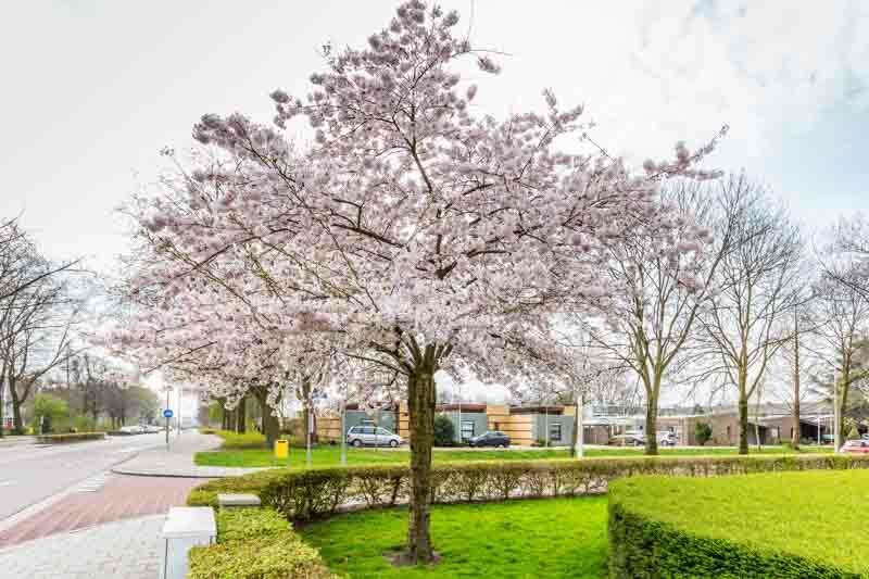 Flowering Cherry Autumnalis (Prunus subhirtella)