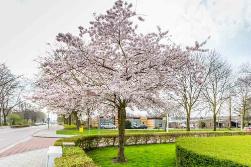 Flowering Cherry Autumnalis (Prunus subhirtella) - Ladybird Nursery