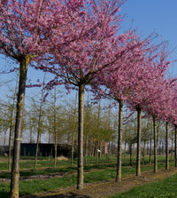 Flowering Cherry Fukubana (Prunus subhirtella)