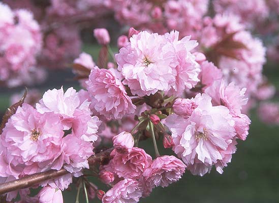 Flowering Cherry Kanzan (Prunus serrulata)