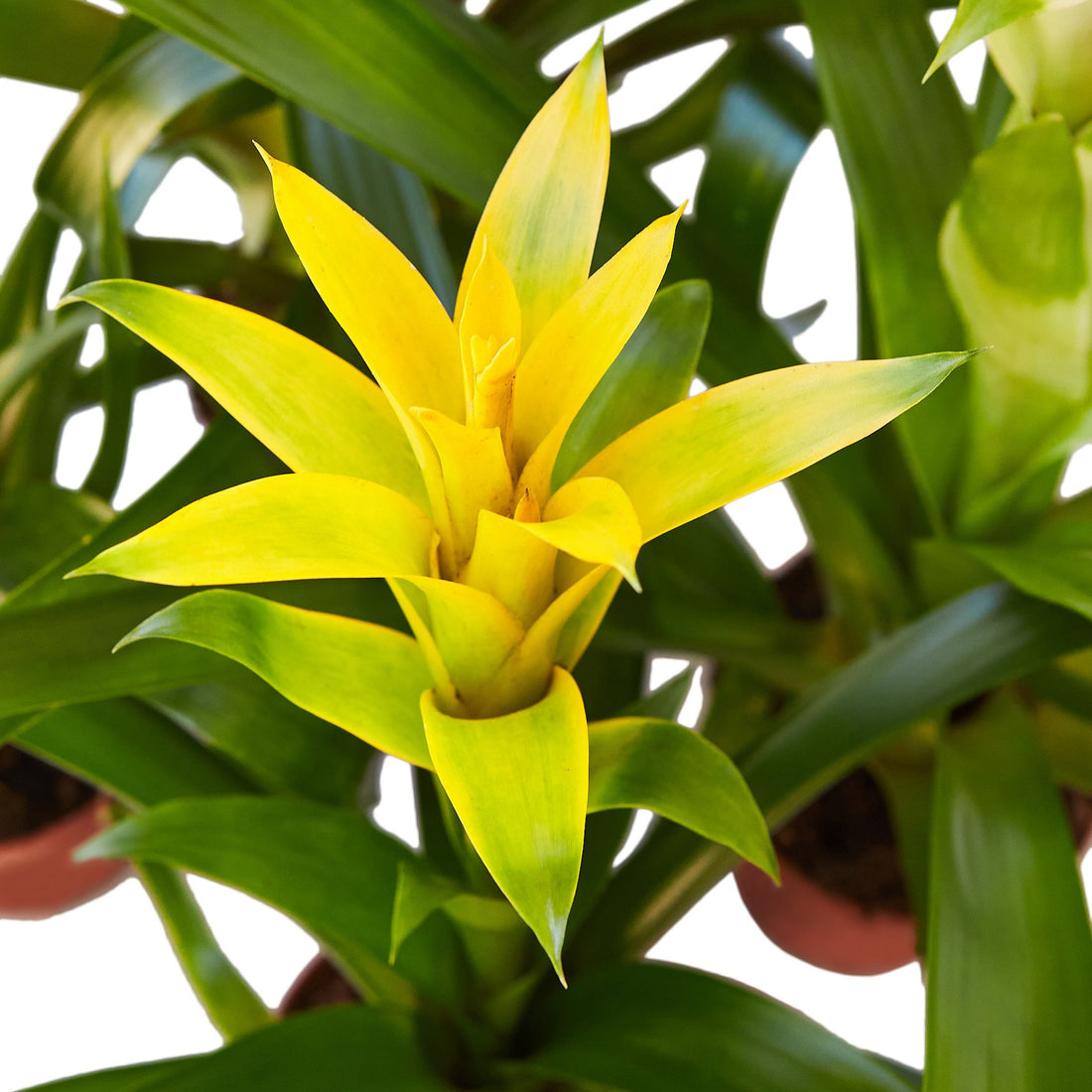 Guzmania spp. Yellow Bromeliad - Ladybird Nursery