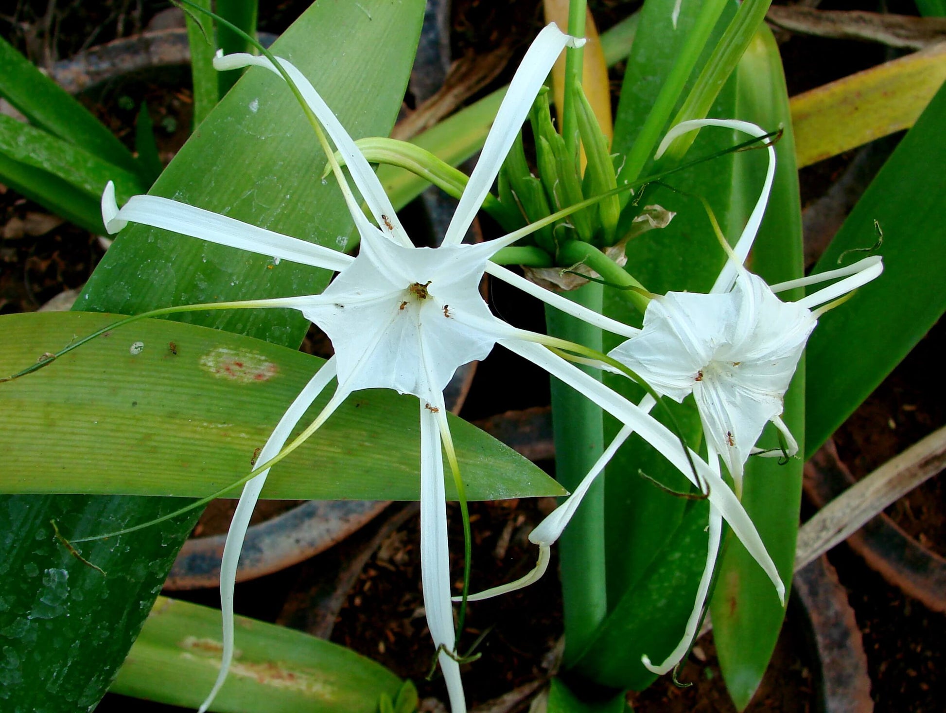 Spider Lily Beach (Hymenocallis littoralis)