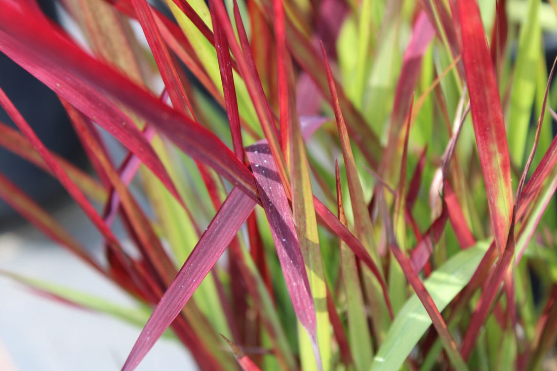 Japanese Blood Grass (Imperata cylindrica) - Ladybird Nursery