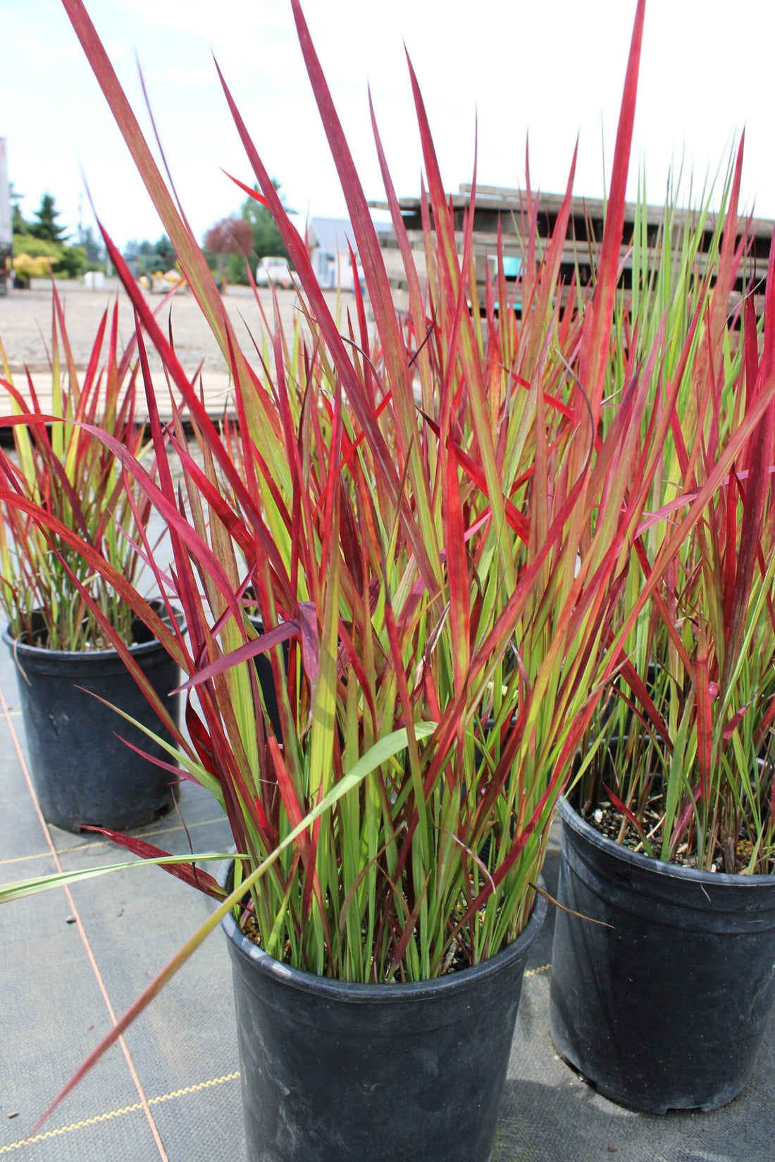 Japanese Blood Grass (Imperata cylindrica) - Ladybird Nursery