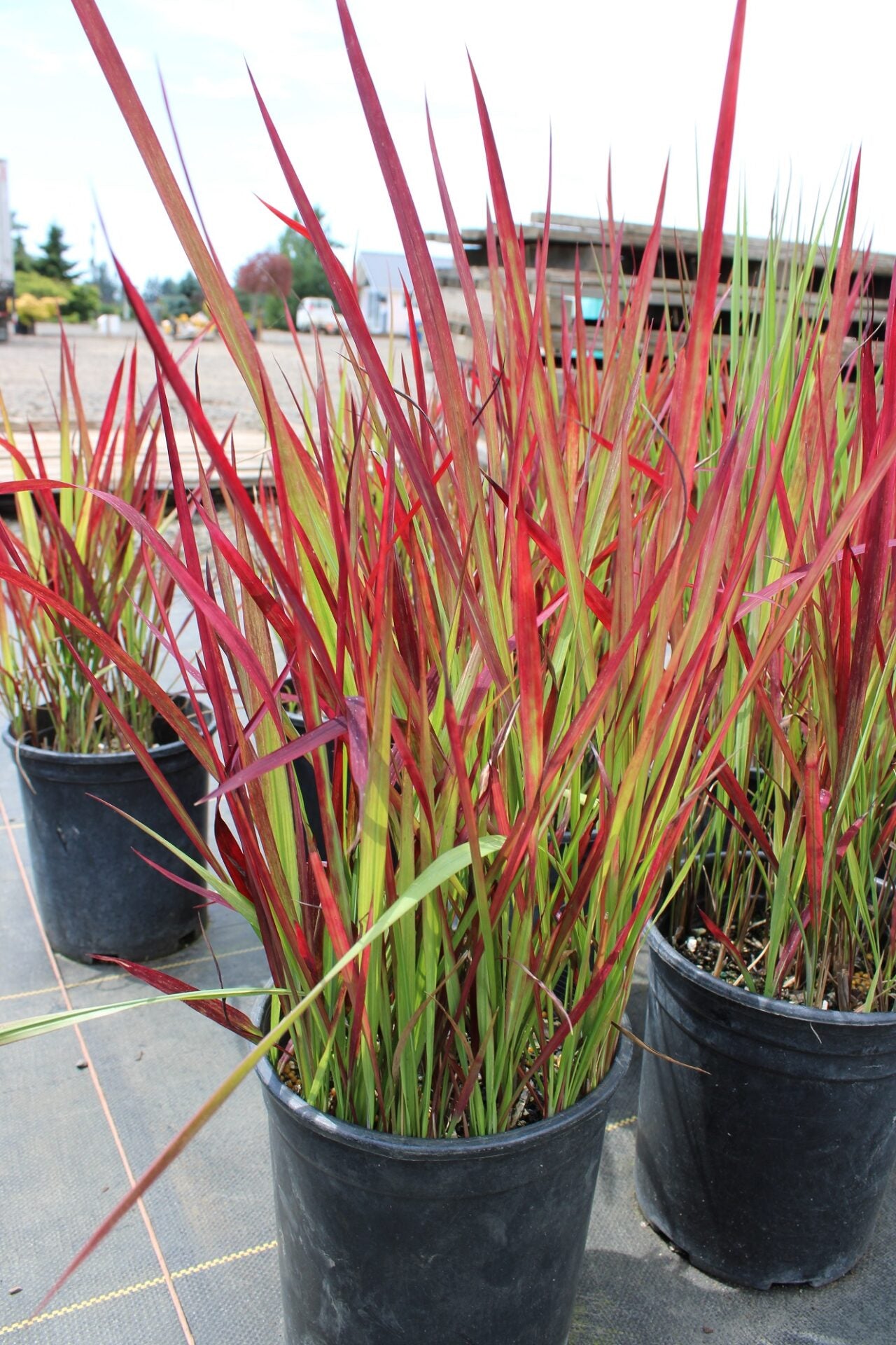 Japanese Blood Grass (Imperata cylindrica) - Ladybird Nursery