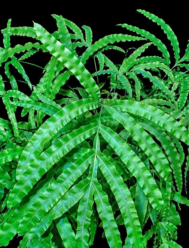 Pteris cretica Mixture - Ladybird Nursery