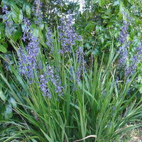 Flax Lily BREEZE ® (Dianella caerulea)