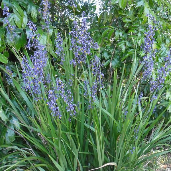 Flax Lily BREEZE ® (Dianella caerulea) - Ladybird Nursery