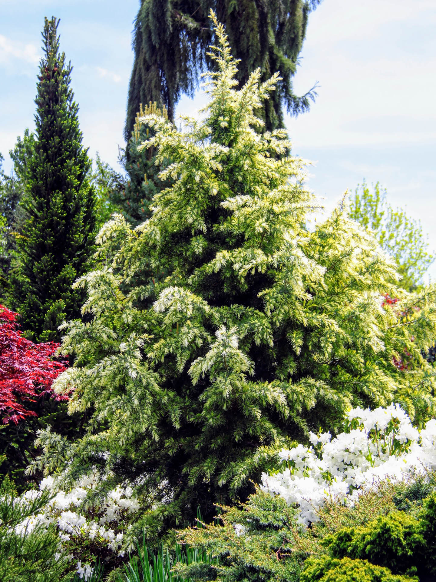 Deodar Cedar Forth Dwarf (Cedrus deodara) - Ladybird Nursery