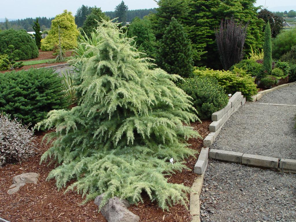 Himalayan Cedar (Cedrus deodara)