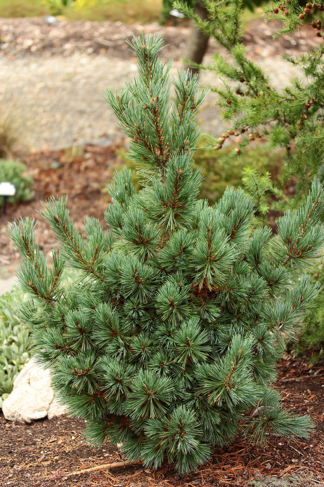 Southwestern White Pine Loma Linda (Pinus strobiformis) - Ladybird Nursery