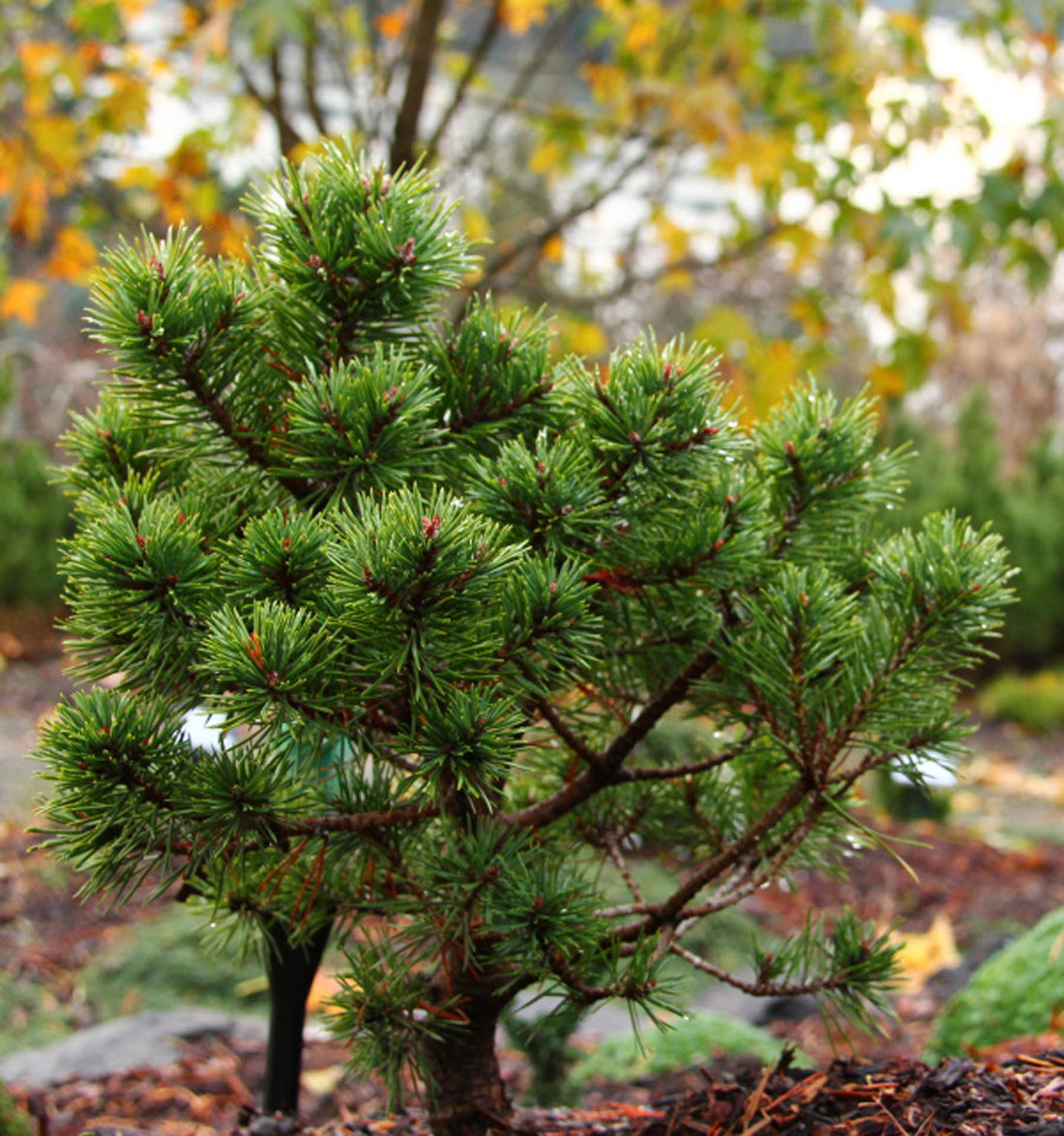 Scots Pine (Pinus sylvestris) - Ladybird Nursery
