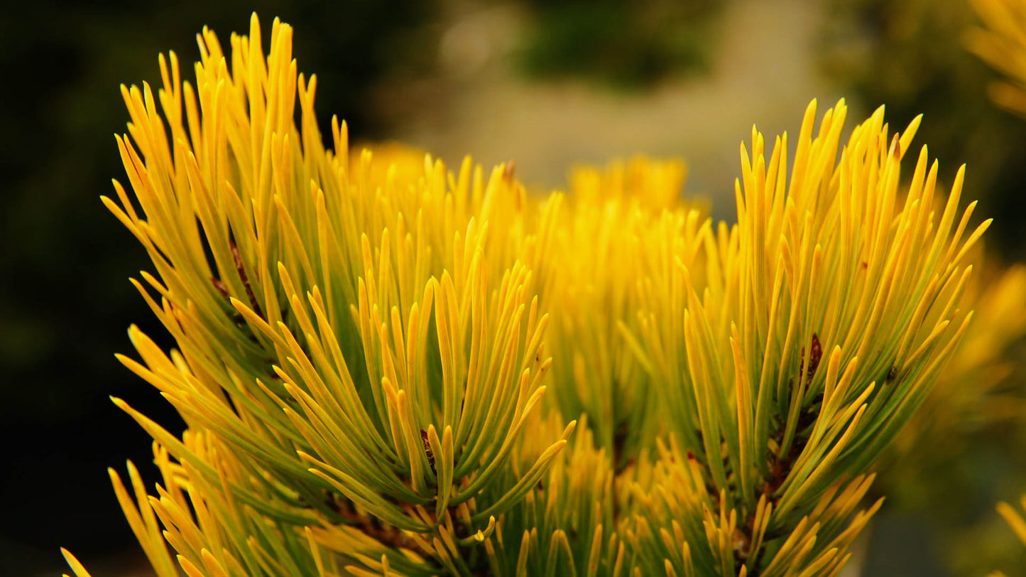 Scots Pine Gold Coin (Pinus sylvestris)
