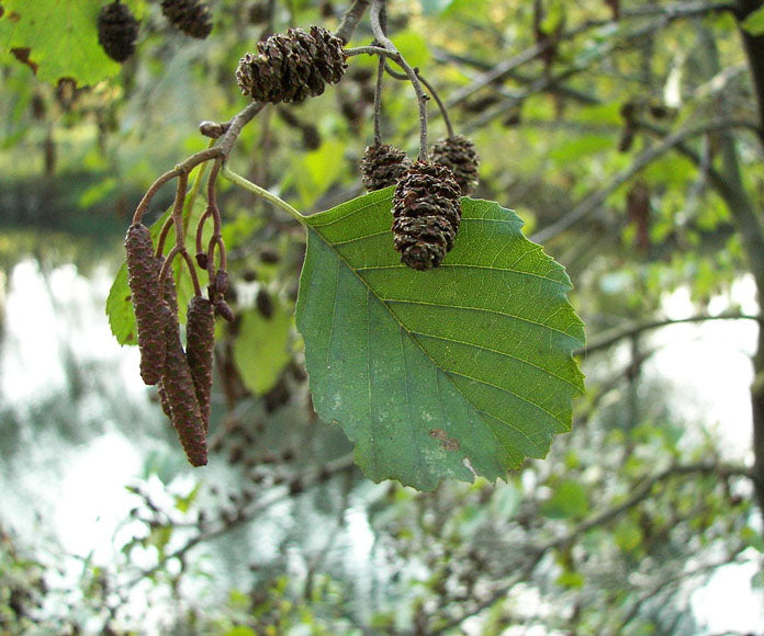 Black Alder Common (Alnus glutinosa)