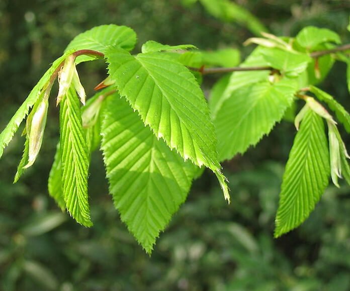 European Hornbeam (Carpinus betulus) - Ladybird Nursery